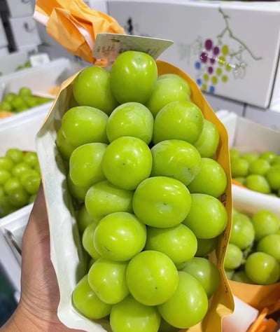 日本麝香葡萄20