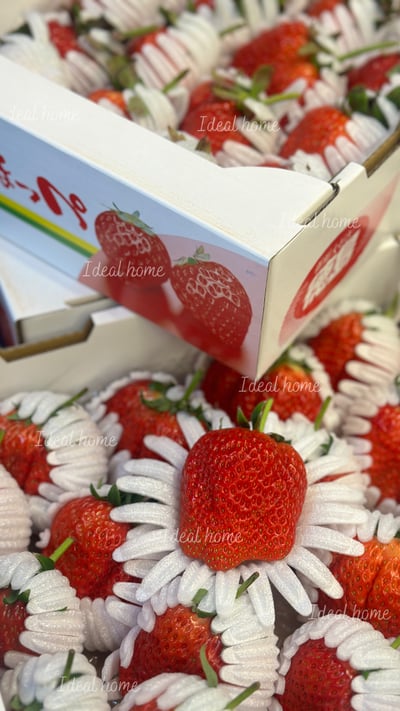 日本德島〔勝占/眉山〕糖蜜草莓13