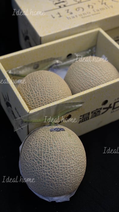 日本溫室哈密瓜14