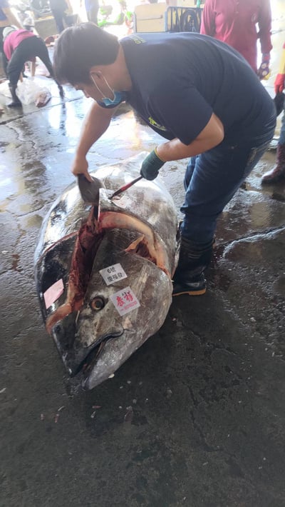 黑鮪魚頭殼肉含骨(適合煎、烤、煮)2