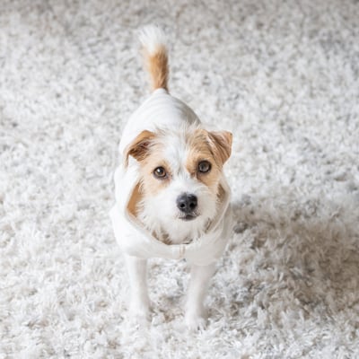 Lambwolf Robin Baby Knit 寶寶級連帽踢6