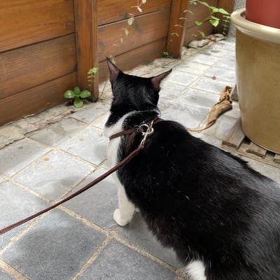 Mendota EZ Harness 小型犬輕巧胸背6