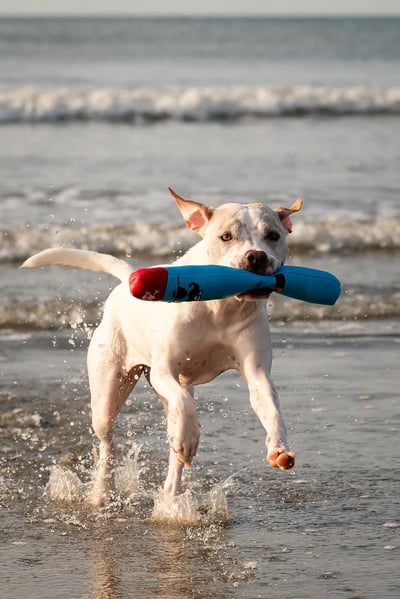 Guru Fry Guys Floats 浮水棒棒玩具5