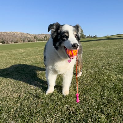 KONG Bunji High Viz Ball 螢光甩繩球（彈性繩、拾回、拋接、浮水）7