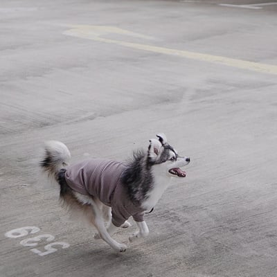 Lambwolf Breton Comfort Fit 抽繩條紋踢16