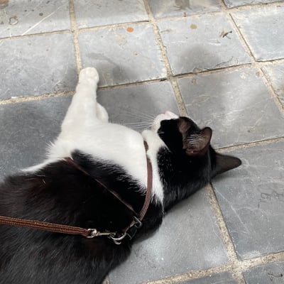 Mendota EZ Harness 小型犬輕巧胸背8