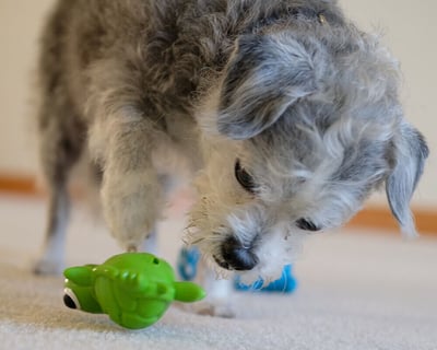 Cycle Dog Ecolast Rubber Toy 多元互動烏龜玩具（藏食、浮水、Ecolast環保材質）6