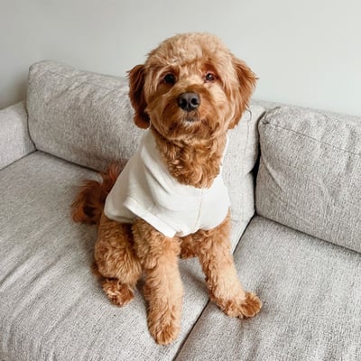 Lambwolf Robin Baby Knit 寶寶級連帽踢5