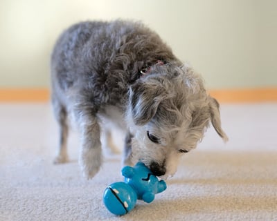 Cycle Dog Ecolast Rubber Toy 多元互動河馬玩具（藏食、啾啾、浮水、Ecolast環保材質）13