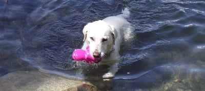 Cycle Dog Ecolast Rubber Toy 多元互動河馬玩具（藏食、啾啾、浮水、Ecolast環保材質）16