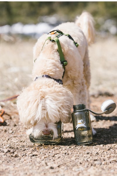 OllyBottle 外出水壺（附水碗）（瑕疵特價）9