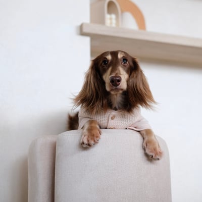 Lambwolf Waffle Ultra Soft 華夫格亨利踢7