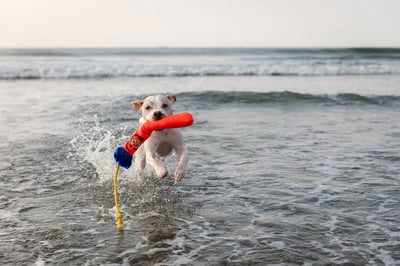 Guru Fry Guys Floats 浮水棒棒玩具9