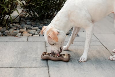 Guru Licky Bone 波浪骨餐盤（舔食、慢食、冷凍、耐咬、培根香）6