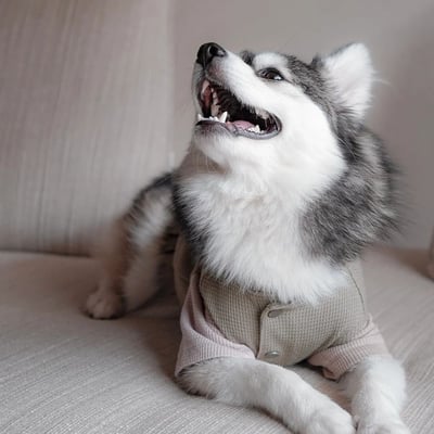 Lambwolf Waffle Ultra Soft 華夫格亨利踢12