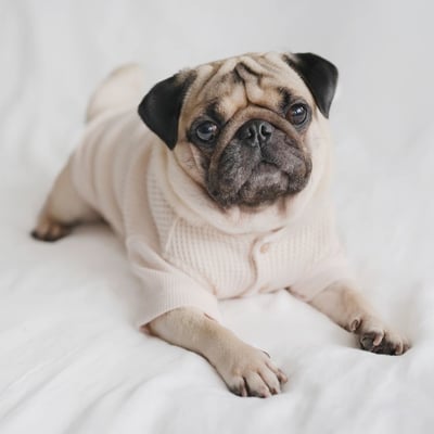 Lambwolf Waffle Ultra Soft 華夫格亨利踢3