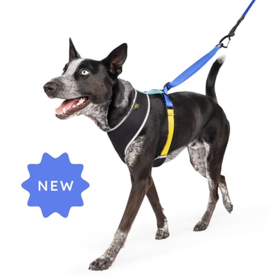 Gold Paw Featherweight Air Harness 羽量透氣胸背（防掙脫、無插扣、馬鞍伸縮）3