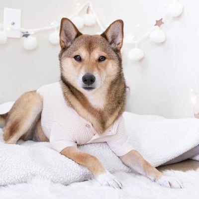 Lambwolf Waffle Ultra Soft 華夫格亨利踢6