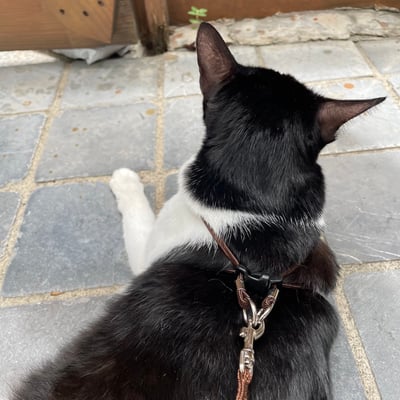 Mendota EZ Harness 小型犬輕巧胸背9