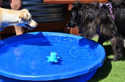 Cycle Dog Ecolast Rubber Toy 多元互動烏龜玩具（藏食、浮水、Ecolast環保材質）7