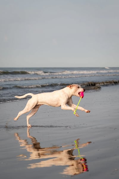 Guru Fry Guys Floats 浮水棒棒玩具13