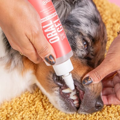 Skout's Honor Oral Gel 潔牙凝膠(花生培根)4oz (coactiv+®菌膜阻斷技術)2