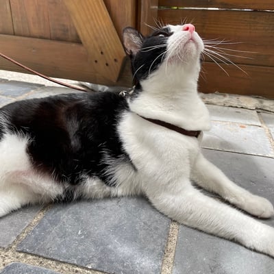 Mendota EZ Harness 小型犬輕巧胸背7