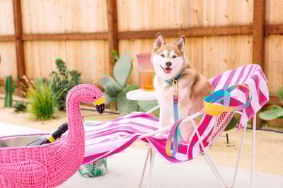 Pink Papyrus 漸層防水牽繩3