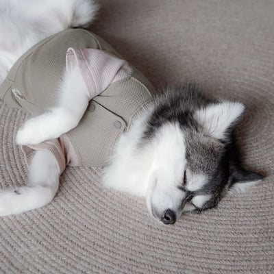 Lambwolf Waffle Ultra Soft 華夫格亨利踢14