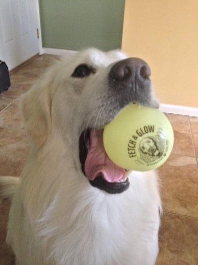 Spunky Pup Fetch & Glow Ball 螢光球（拾回、拋接、浮水）5