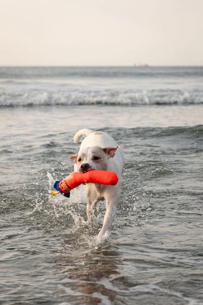 Guru Fry Guys Floats 浮水棒棒玩具10