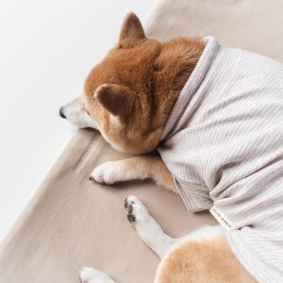 Lambwolf Breton Comfort Fit 抽繩條紋踢10