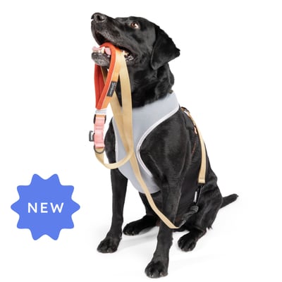 Gold Paw Featherweight Air Harness 羽量透氣胸背（防掙脫、無插扣、馬鞍伸縮）4