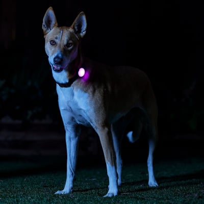 Frisco Nighttime Safety LED Light 夜間LED安全燈（六色合一、USB充電）8