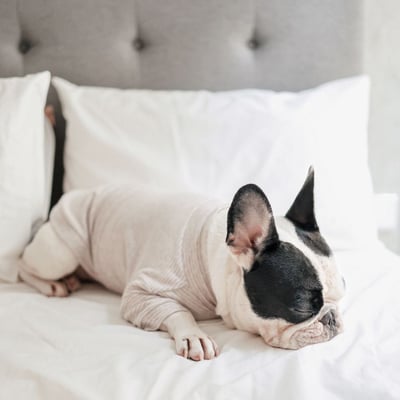 Lambwolf Breton Comfort Fit 抽繩條紋踢5