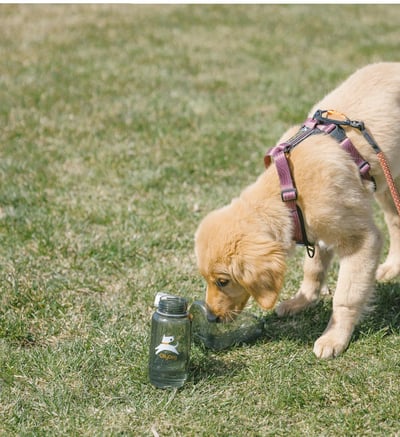 OllyBottle 外出水壺（附水碗）（瑕疵特價）8