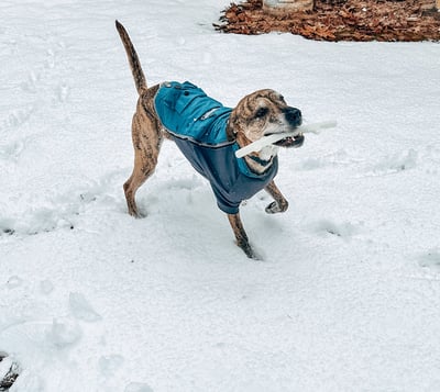 Spunky Pup Fetch & Glow Stick 螢光樹枝（拾回、拋接、浮水）4