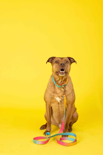 Pink Papyrus 漸層防水牽繩6