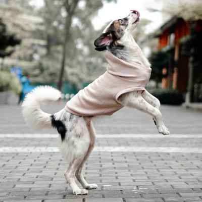 Lambwolf Robin Baby Knit 寶寶級連帽踢10