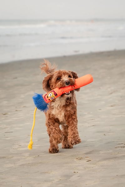 Guru Fry Guys Floats 浮水棒棒玩具8