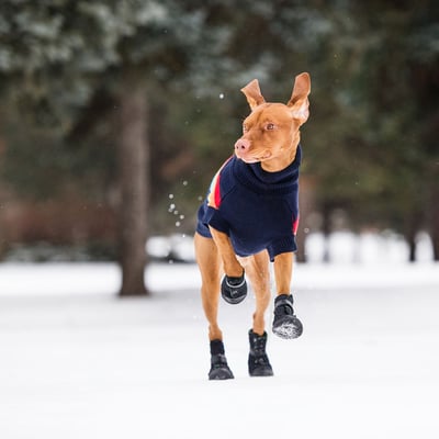 GF Pet Elasto-Fit Dog Boots 冬季長靴（雨靴、雪靴）（彈性環抱設計）4