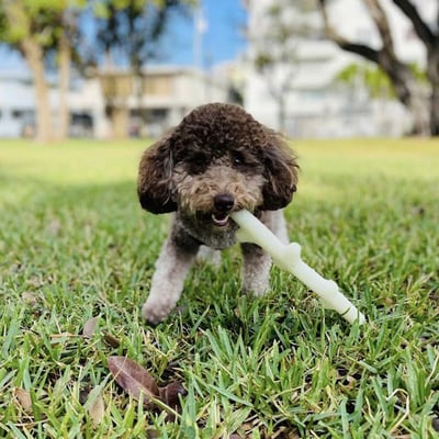 Spunky Pup Fetch & Glow Stick 螢光樹枝（拾回、拋接、浮水）5