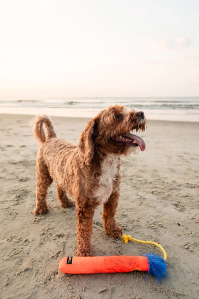 Guru Fry Guys Floats 浮水棒棒玩具11