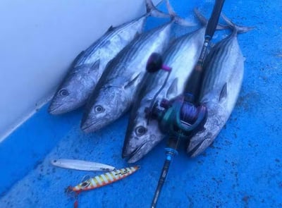 Pro Hunter鋁合金機體雙線杯小烏龜  SW 300H/301H7