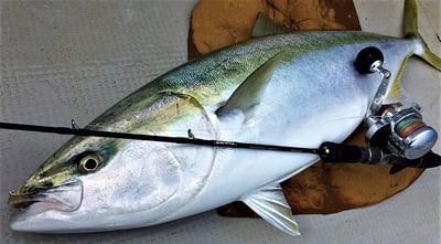 日本 ZENAQ 最新 實心竿  IKARI /鼓式竿/紡車竿10