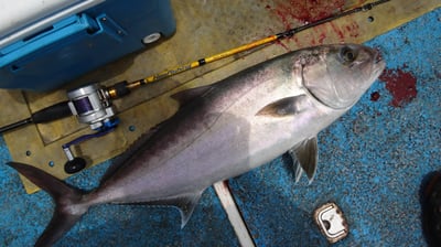 HooFishing 鐵板竿 紫竿light jigging MAX200g24