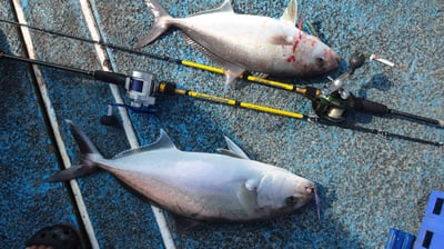 HooFishing 鐵板竿 紫竿light jigging MAX200g18