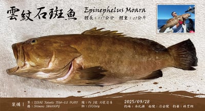 日本 ZENAQ 最新 實心竿  IKARI /鼓式竿/紡車竿21