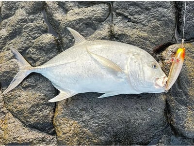 SHIMANO 新款大型青物鉛筆 XL-T18T 185mm/95g8