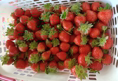 2-10歲 【內湖菩提園】草莓農場小農夫5